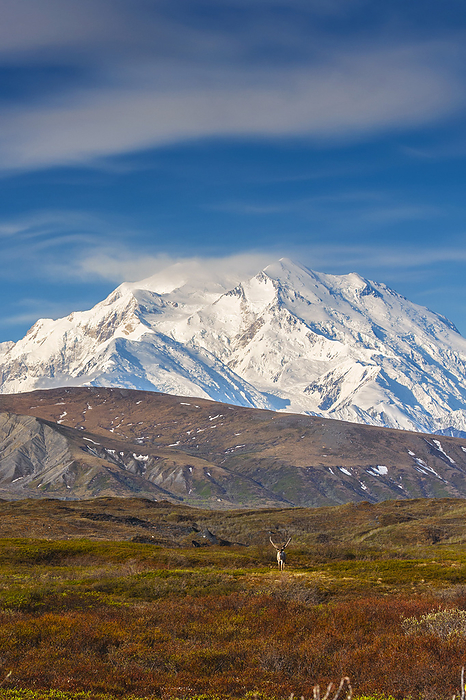 Scenic View Of Mt. Mckinley With Colorful Tundra In The Foreground, Interior Alaska, Autumn, by Michael Jones / Design Pics