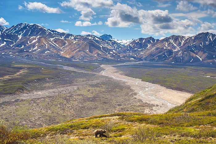 Denali National Park, Alaska A Grizzly Bear In Denali National Park At Polychrome Pass With The Alaska Range In The Background, Denali National Park, Summer, by Michael Jones   Design Pics