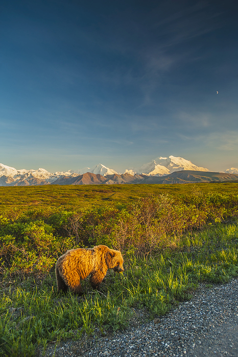 Denali National Park, Alaska A Grizzly Bear Near The Park Road In Warm Evening Light In Area 14 With Mt. Mckinley And The Alaska Range In The Background, Denali National Park, Summer, by Michael Jones   Design Pics