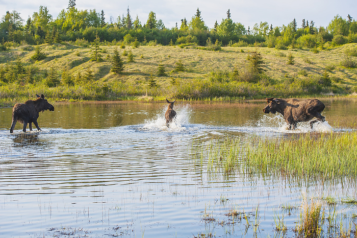 Three Bull Moose Forage For Food In A Pond Off The Coastal Trail In Kincaid Park, Anchorage, Southcentral Alaska., by Michael Jones / Design Pics