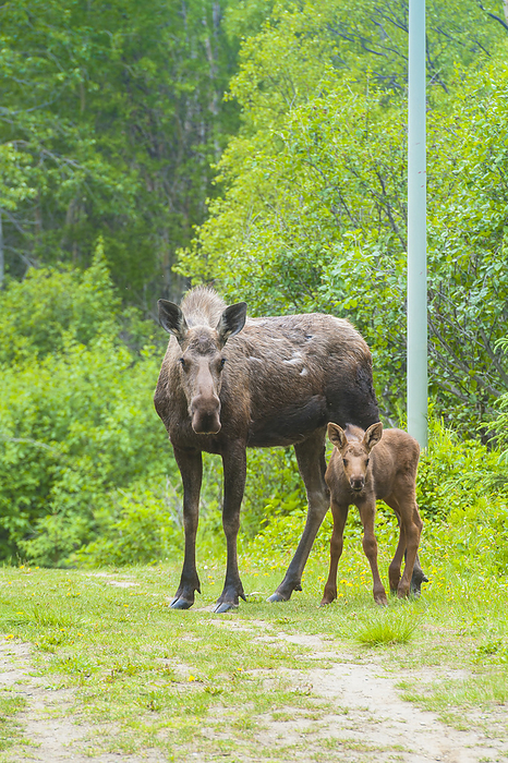 Cow And Calf Moose Along On A Trail In Kincaid Park, Southcentral Alaska, Summer, by Michael Jones / Design Pics