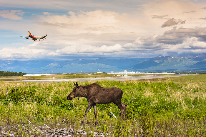 Young Bull Moose Walking In A Field While A Jumbo Jet Comes In For A Landing At Ted Stevens International Airport, Anchorage, Southcentral Alaska, Summer, by Michael Jones / Design Pics