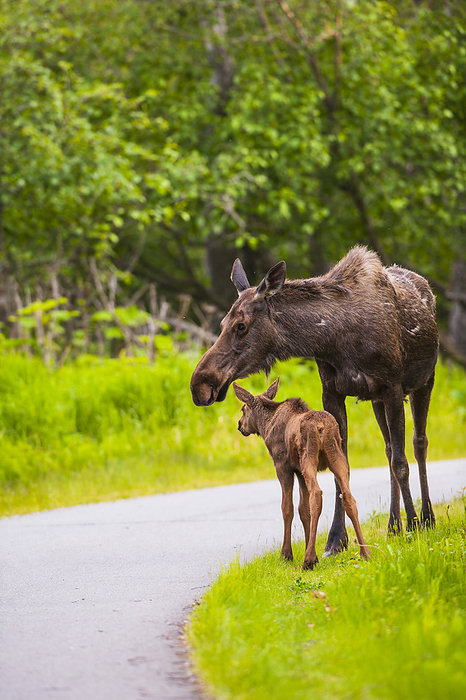 Cow And Calf Moose Along On A Trail In Kincaid Park, Southcentral Alaska, Summer, by Michael Jones / Design Pics