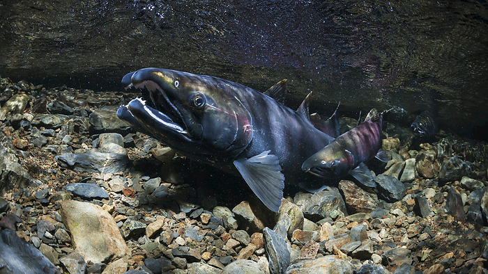 coho salmon  Oncorhynchus kisutsh  Coho Salmon  Oncorhynchus Kisutch  Beginning The Act Of Spawning In An Alaska Stream During Autumn., by Thomas Kline   Design Pics