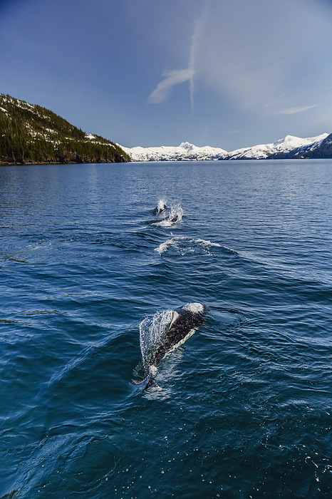 America Dall s Porpoises Swimming At The Surface Of The Ocean, Prince William Sound, Whittier, Southcentral Alaska, USA, Winter, by Kevin G. Smith   Design Pics