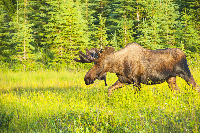 Bull Moose In Velvet, Kincaid Park, Anchorage, Southcentra Alaska, Summer, by Michael Jones / Design Pics