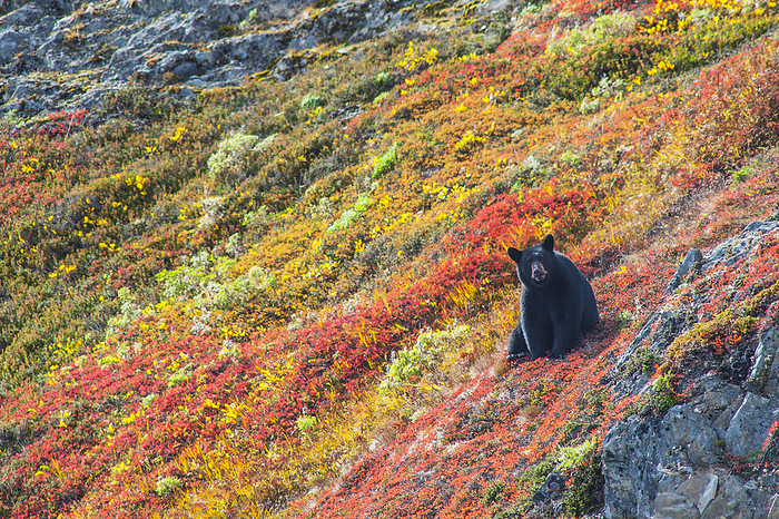 Black Bear (Urus Americanus) Sitting On A Colorful Autumn Hillside, Kenai Fjords National Park, Southcentral Alaska, by Michael Jones / Design Pics