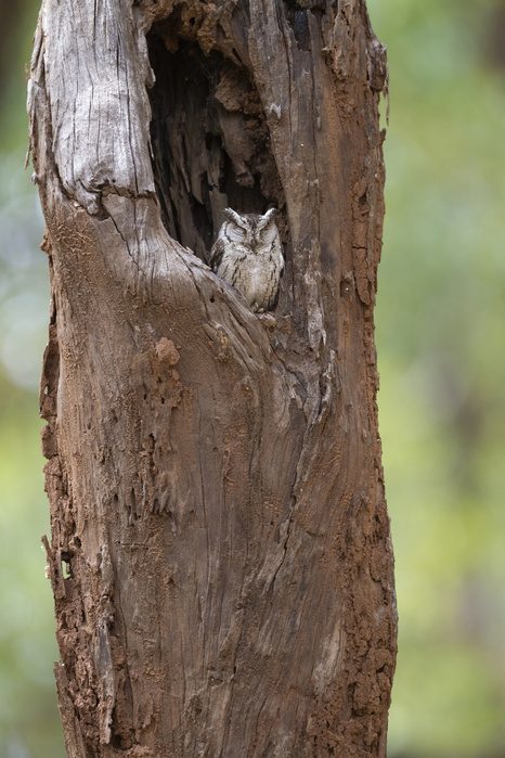 screech owl  Otus asio  Scientific name: Otus bakkamoena    Indian Scops owl  Otus bakkamoena  adult, sitting in tree cavity, Kanha N.P., Madhya Pradesh, India, March