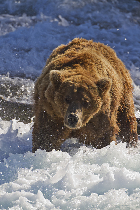 brown bear  Ursus arctos  Brown Bear  Ursus Arctos  Standing In Rapids Below Brooks Falls While Fishing For Sockeye Salmon, Katmai National Park And Preserve, Southwest Alaska, by Gary Schultz   Design Pics