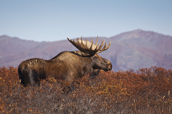 elk Moose  Alces Alces  Bull Walking On A Ridge Among Diamond Leaf Willow, Denali National Park And Preserve, Interior Alaska, Autumn, by Gary Schultz   Design Pics