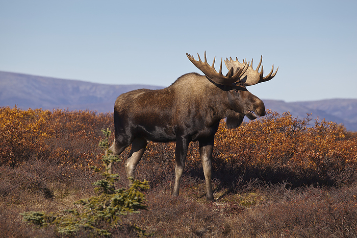 elk Moose  Alces Alces  Bull Walking On A Ridge And Grunting During Rut, Denali National Park And Preserve, Interior Alaska, Autumn, by Gary Schultz   Design Pics