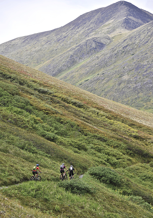 Mountain Bikers On The Devils Pass Trail In The Chugach National Forest, Kenai Peninsula, Southcentral Alaska, by Matt Hage / Design Pics