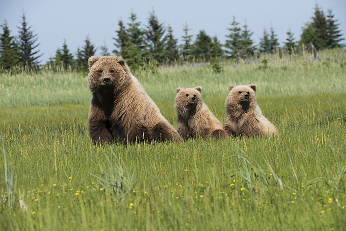 America Sow Brown Bear With Two Cubs, Lake Clark National Park, Southcentral Alaska, USA, by Marg Wood   Design Pics