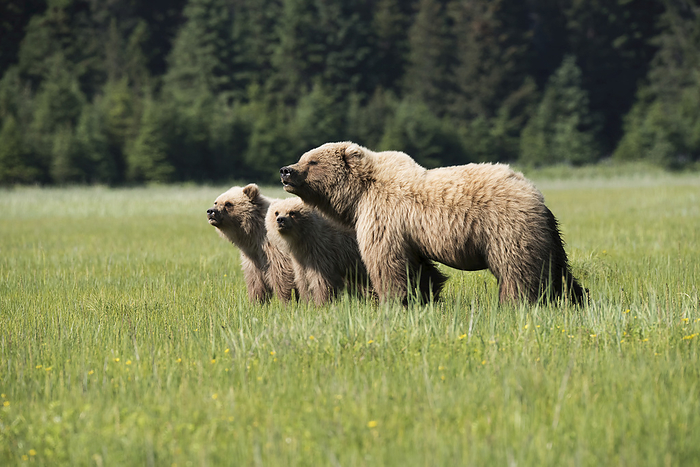 America Sow Brown Bear With Two Cubs, Lake Clark National Park, Southcentral Alaska, USA, by Marg Wood   Design Pics