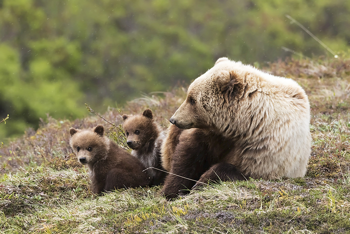 Denali National Park, U.S.A. Grizzly Bear Cubs And Mother Relaxing And On The Tundra In Spring, Denali National Park, Interior Alaska, USA, by Doug Lindstrand   Design Pics