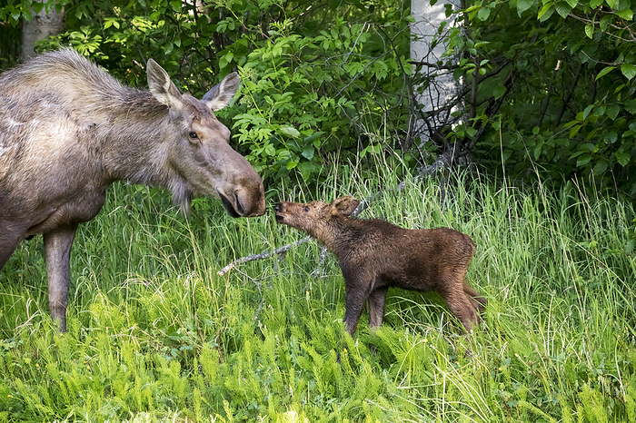 America Cow Moose And Her Calf Touch Noses, Anchorage, Southcentral Alaska, USA, by Doug Lindstrand   Design Pics