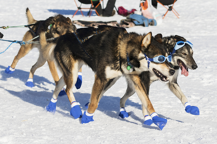 America Lead Dogs Wearing Sunglasses During The 2016 Iditarod, Southcentral Alaska, USA, by Doug Lindstrand   Design Pics