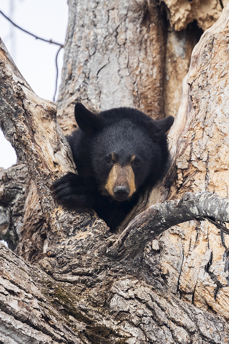 America Captive: Black Bear In A Cottonwood Tree At The Alaska Wildlife Conservation Center, Southcentral Alaska, USA, by Doug Lindstrand   Design Pics
