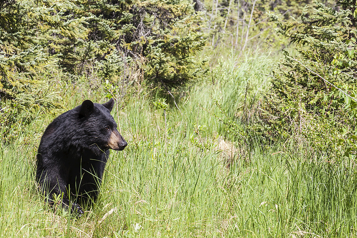 America Adult Black Bear Standing In A Grassy Meadow On A Sunny Summer Day, Southcentral Alaska, USA, by Charles Vandergaw   Design Pics
