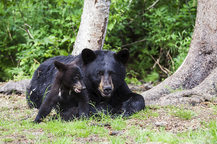 America Black Bear Cub Plays With Its Mother During Summer, Southcentral Alaska, USA, by Charles Vandergaw   Design Pics