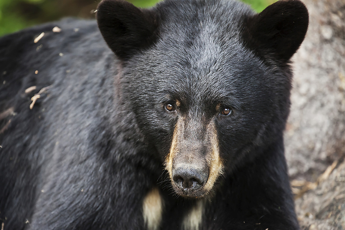 America Close Up Portrait Of A Black Bear In Summer, Southcentral Alaska, USA, by Charles Vandergaw   Design Pics