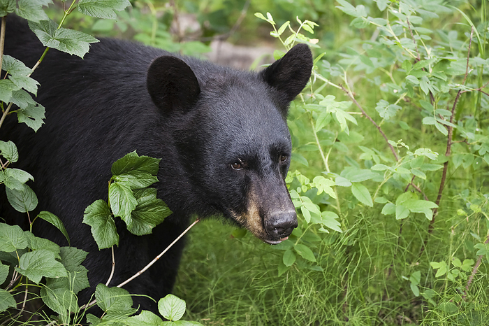 America Close Up Of A Black Bear In Green Foliage, Southcentral Alaska, USA, by Charles Vandergaw   Design Pics