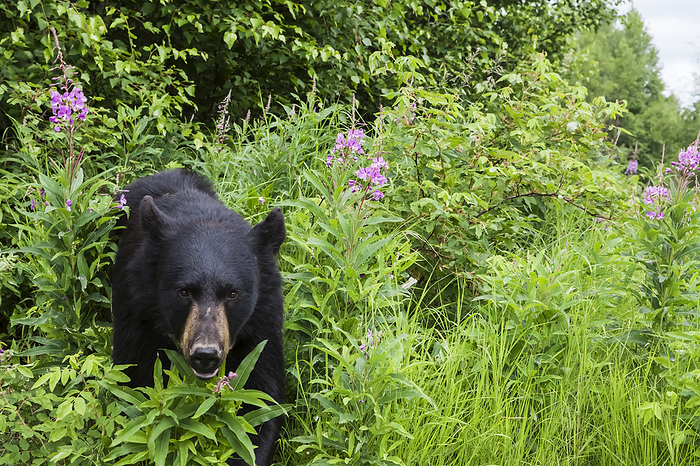 America Close Up Of A Black Bear Among Green Foliage And Fireweed, Southcentral Alaska, USA, by Charles Vandergaw   Design Pics