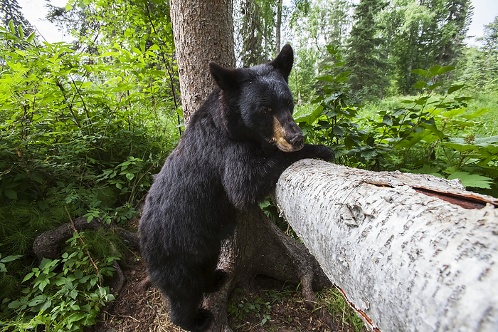America Close Up Of A Black Bear On Hind Feet Next To A Tree Trunk, Southcentral Alaska, USA, by Charles Vandergaw   Design Pics