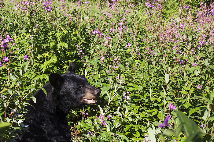 America Adult Black Bear Sitting Upright In Green Foliage On A Sunny Day, Southcentral Alaska, USA, by Charles Vandergaw   Design Pics