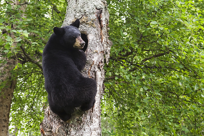 America Adult Black Bear Climbing A Tree, Southcentral Alaska, USA, by Charles Vandergaw   Design Pics