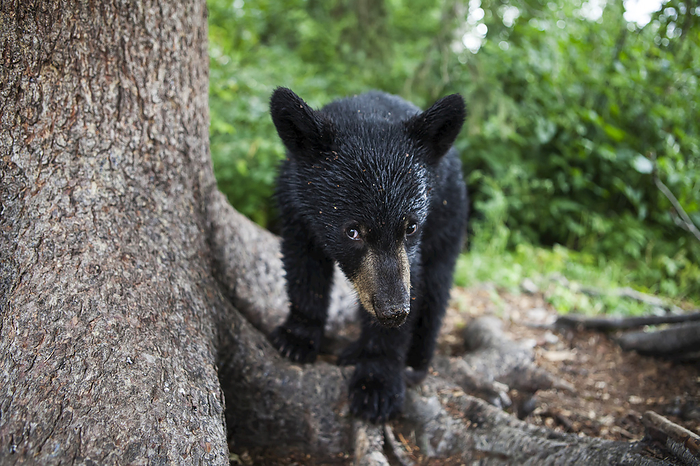 America Close Up Of A Black Bear Cub Standing In A Forest Next To A Large Tree Trunk, Southcentral Alaska, USA, by Charles Vandergaw   Design Pics