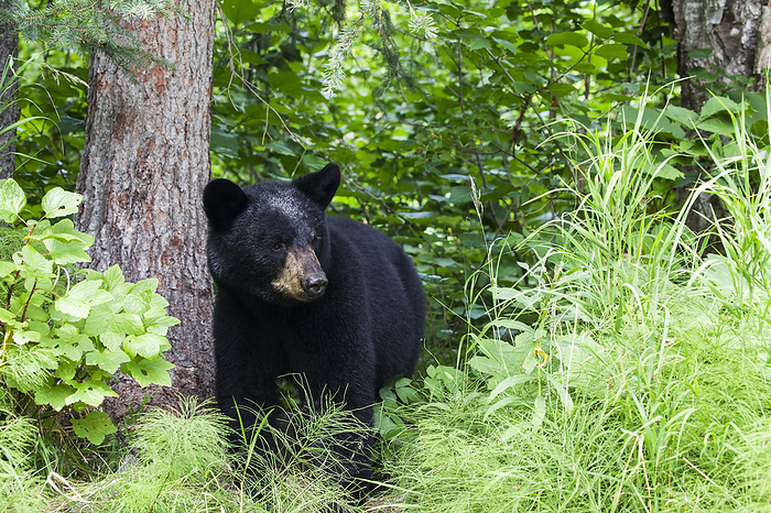 America Close Up Of A Black Bear Standing In A Forest Next To A Tree Trunk, Southcentral Alaska, USA, by Charles Vandergaw   Design Pics