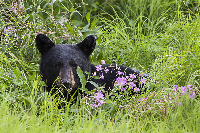 America Close Up Of A Black Bear Standing In Green Grass And Fireweed, Southcentral Alaska, USA, by Charles Vandergaw   Design Pics