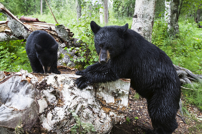 America Two Black Bears, Southcentral Alaska, USA, by Charles Vandergaw   Design Pics