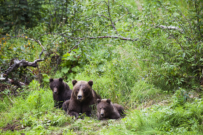brown bear  Ursus arctos  Brown Bear Sow And Cubs  Ursus Arctos  Resting In A Lush Forest, South Central Alaska  Alaska, United States Of America, by Charles Vandergaw   Design Pics