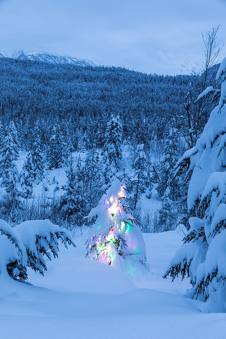 America A small Black Spruce  Picea Mariana  tree covered in fresh snow is illuminated by colourful string lights, Kenai Peninsula, South central Alaska  Alaska, United States of America, by Kevin G. Smith   Design Pics