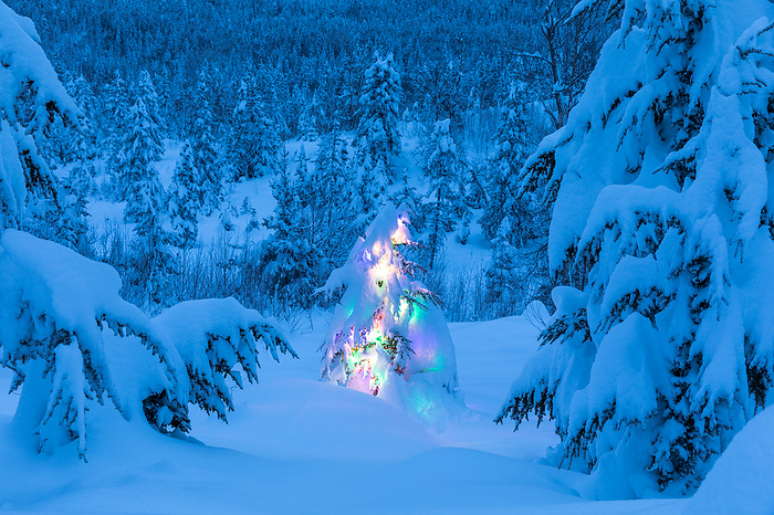 America A small spruce tree covered in fresh snow is illuminated by colourful string lights underneath the snow in a snowy spruce forest in winter, Kenai Peninsula, South central Alaska  Alaska, United States of America, by Kevin G. Smith   Design Pics