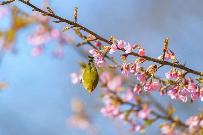 Sakujiro Kawazu cherry blossoms and whitebait
