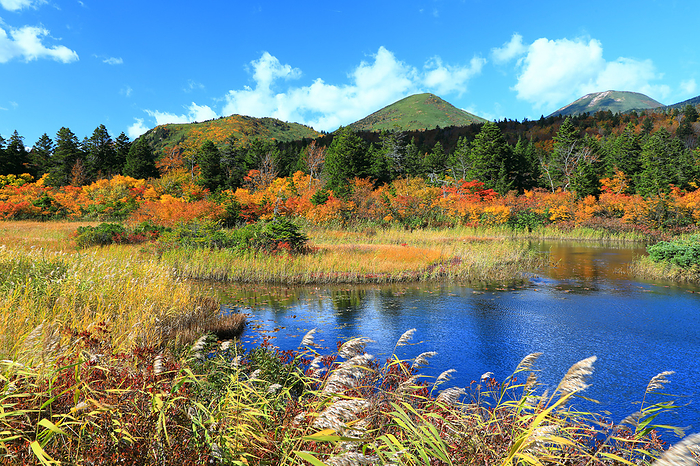 Water lily swamp in autumn, Towada City, Aomori Pref.