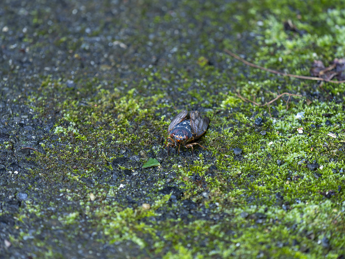 Abrahamic species alighting on a moss-covered path.