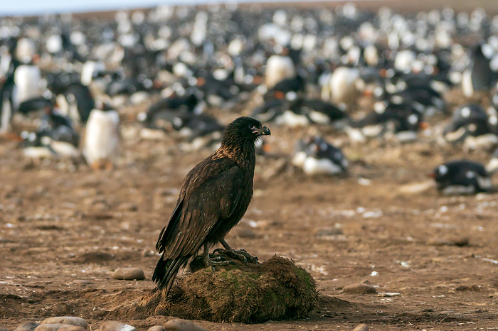 Falkland Islands Falkland Islands Caracalla Aiming for penguin chicks