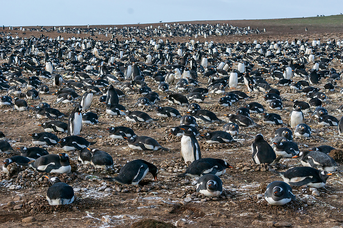 Falkland Islands Gentoo penguin Steeple Jason Island Colony Raising chicks in nests made of pebbles