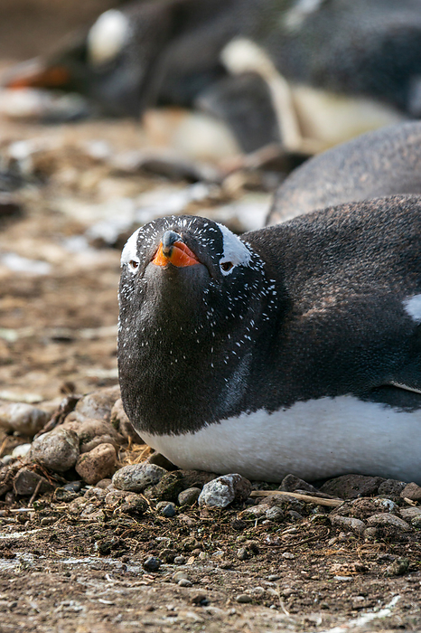 Falkland Islands Gentoo penguin holding eggs Steeple Jason Island Colony Raising chicks in nests made of pebbles