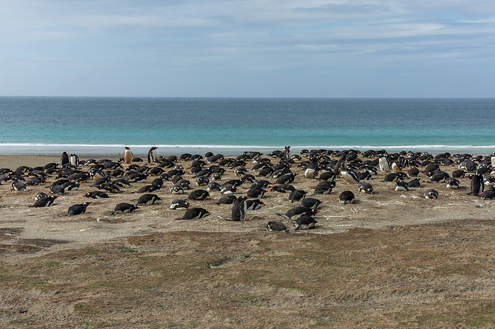 Falkland Islands Gentoo Penguin Colony