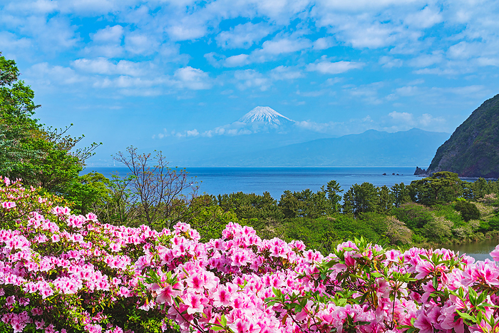 Fuji, azalea, Suruga Bay, Shizuoka Prefecture Fuji over azalea from Ida
