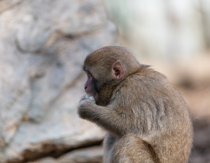Japanese macaque eating food