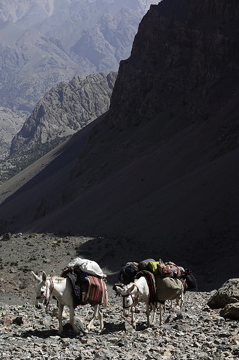 Pack animals in the remote and spectacular Fann Mountains, part of the western Pamir Alay, Tajikistan, Central Asia, Asia Pack animals in the remote and spectacular Fann Mountains, part of the western Pamir Alay, Tajikistan, Central Asia, Asia, by David Pickford