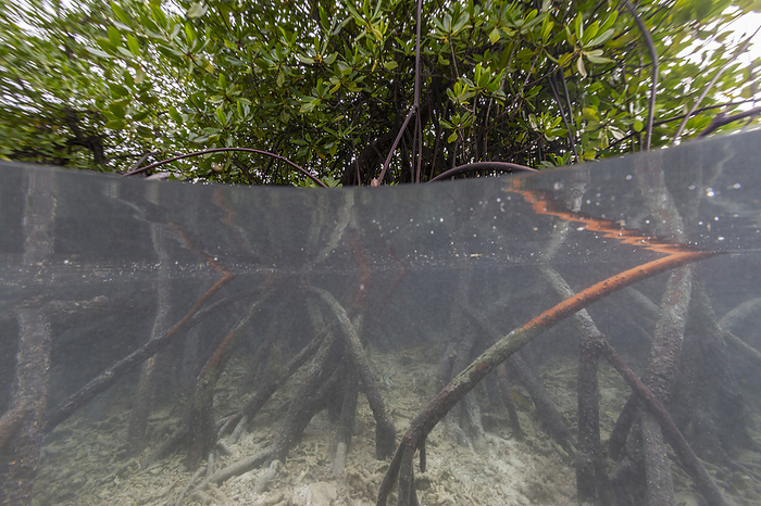 Above below view of the shallow mangroves off Bangka Island, off the northeastern tip of Sulawesi, Indonesia, Southeast Asia, Asia Above below view of the shallow mangroves off Bangka Island, off the northeastern tip of Sulawesi, Indonesia, Southeast Asia, Asia, by Michael Nolan
