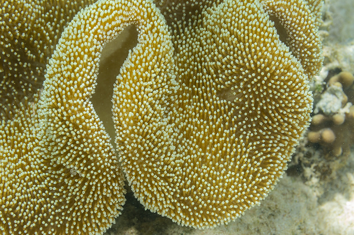 Close up of coral polyps, the house reef at Murex Bangka, Bangka Island, near Manado Sulawesi, Indonesia, Southeast Asia, Asia Close up of coral polyps, the house reef at Murex Bangka, Bangka Island, near Manado Sulawesi, Indonesia, Southeast Asia, Asia, by Michael Nolan