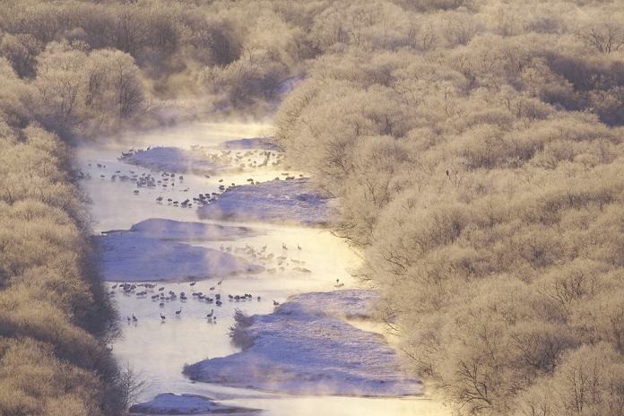 Japan Hokkaido, Hokkaido, Japan Morning and crane cranes on the Xue Li River
